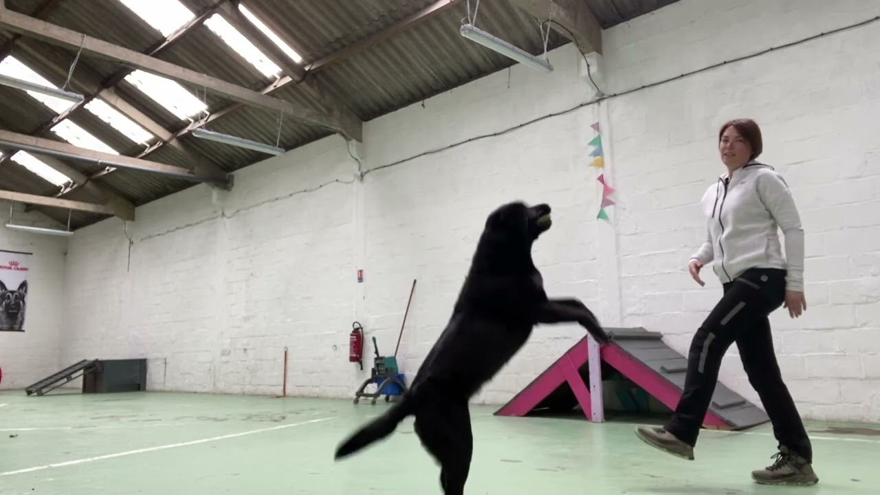 J’ai créé le WOD version éducation canine :)