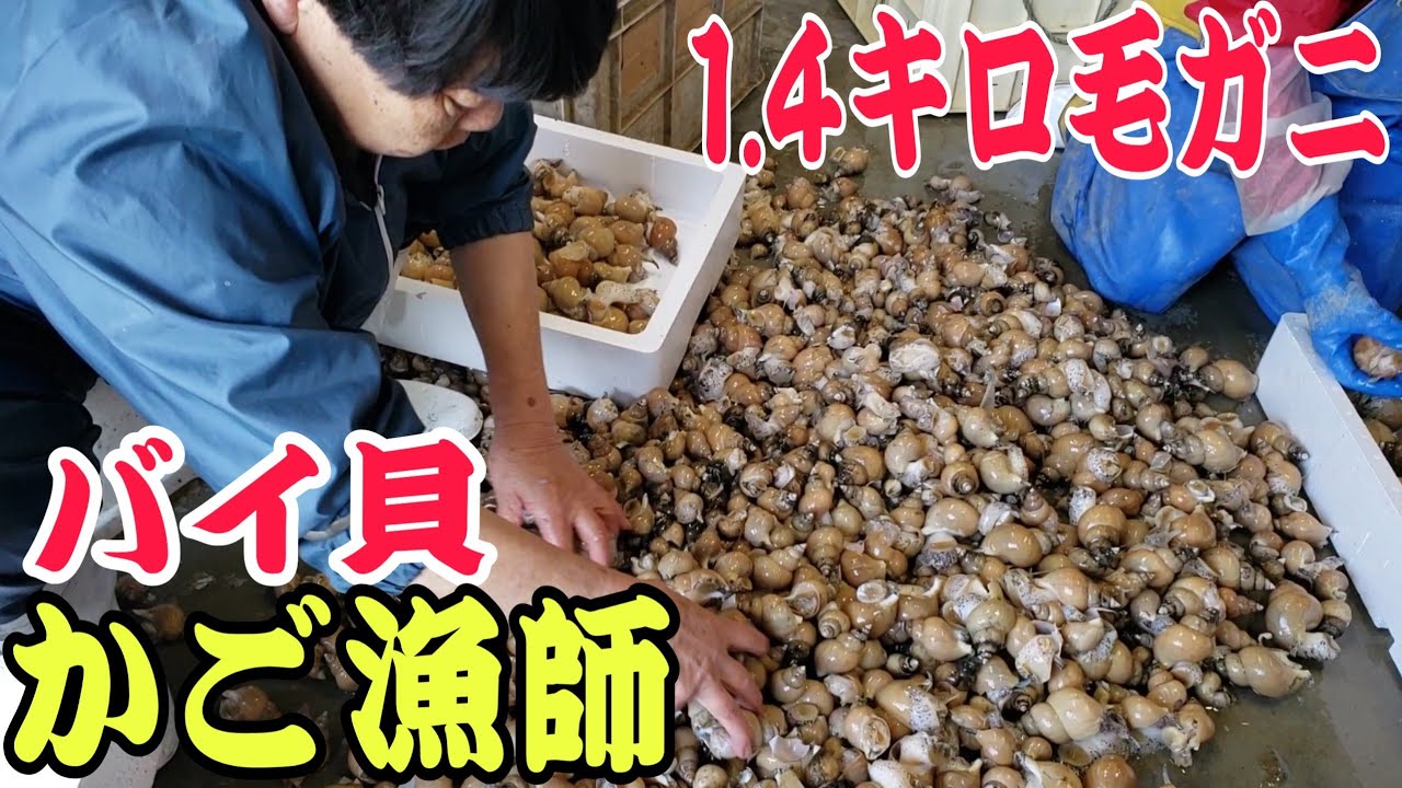 バイかご漁【大漁】調子に乗った漁師と最新式の画期的な餌カップ！