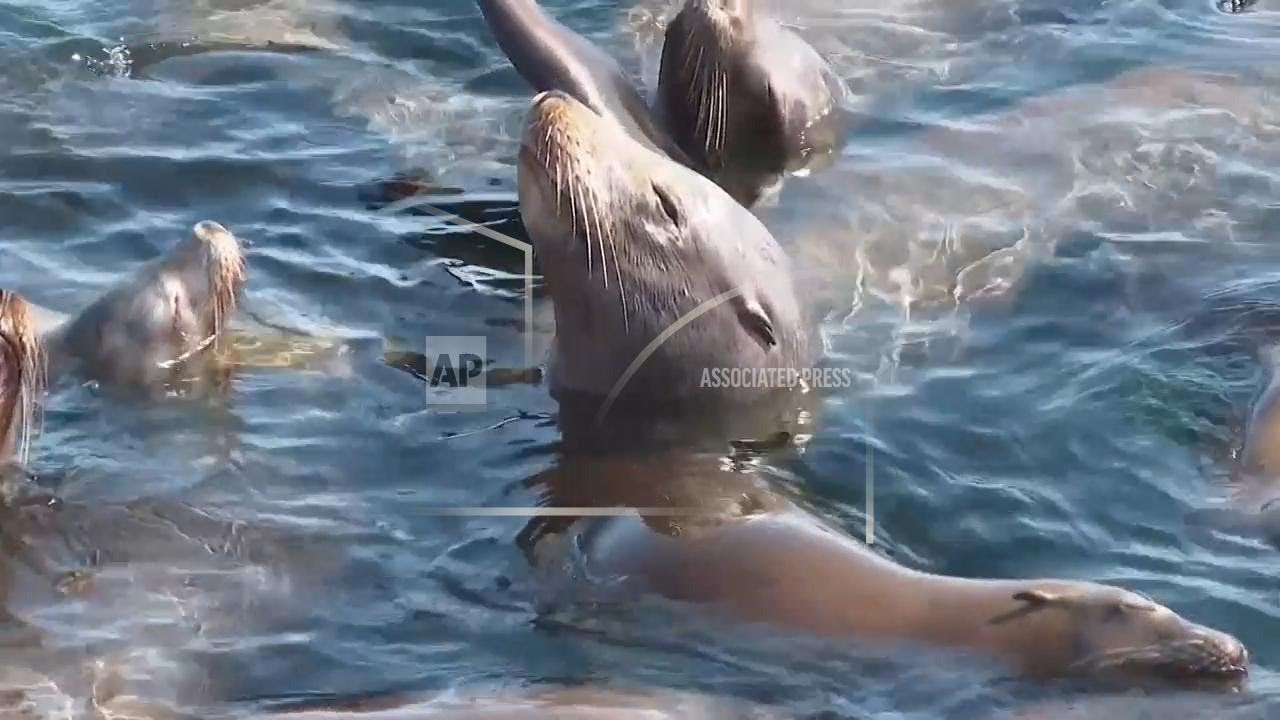 Fired NOAA Fisheries scientists worry about the future of marine conservation