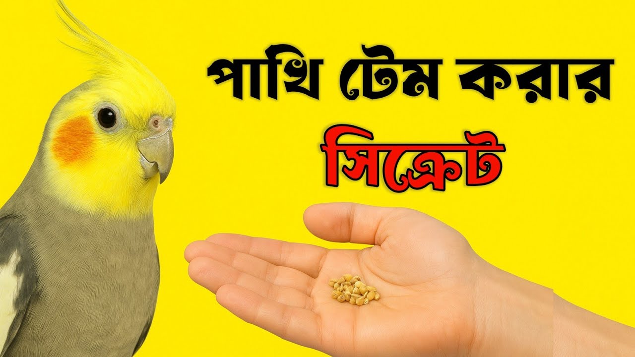 “Cockatiel Taming in Bengali | কিভাবে ককাটেল পাখিকে হাতে টেম করবেন | Pet Bird Training Tips”