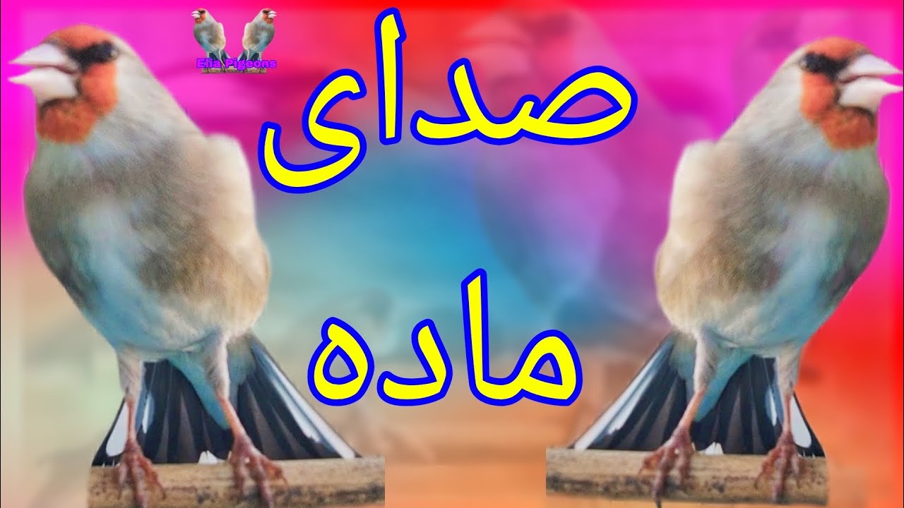 Gold finch singing | Training song female sounds | مست کردن سایره صدای ماده