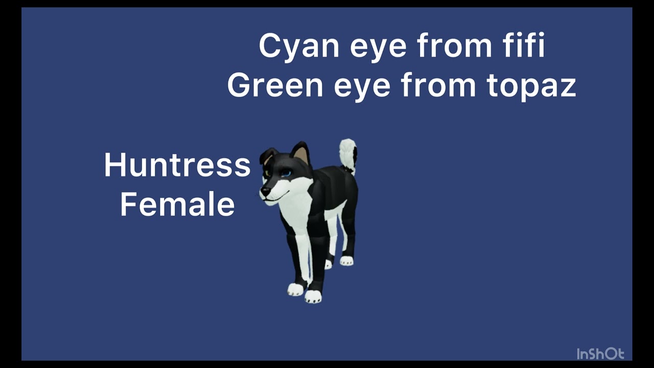 Husky wolf hybrids 