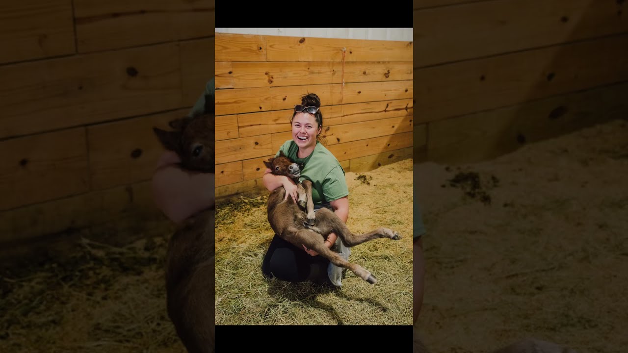 Фотографии Гленна 🥺❤️😍 #Лошадь #лошади #katievanslyke