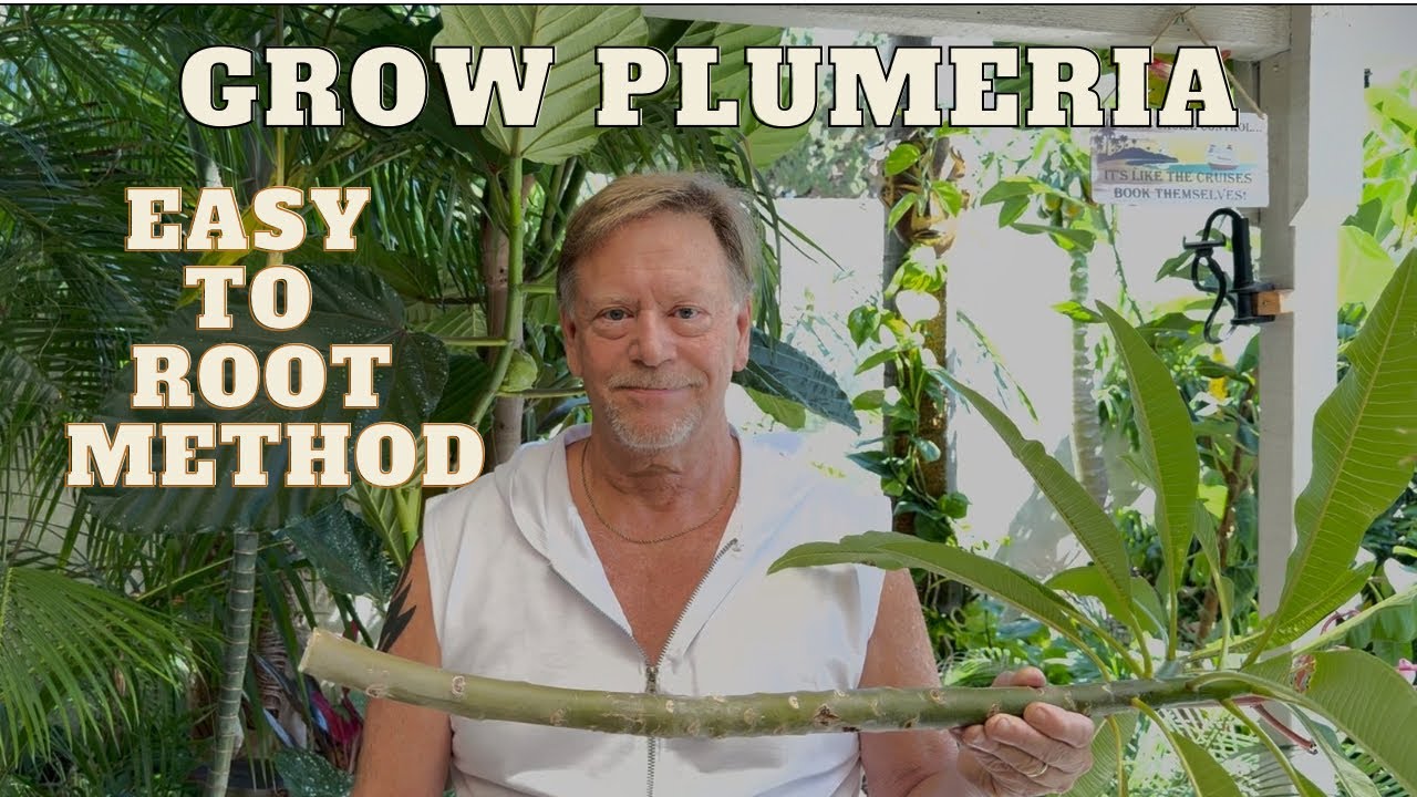 Easy to Root Plumeria Branches / Cuttings Fast & Easy! Proven Tips