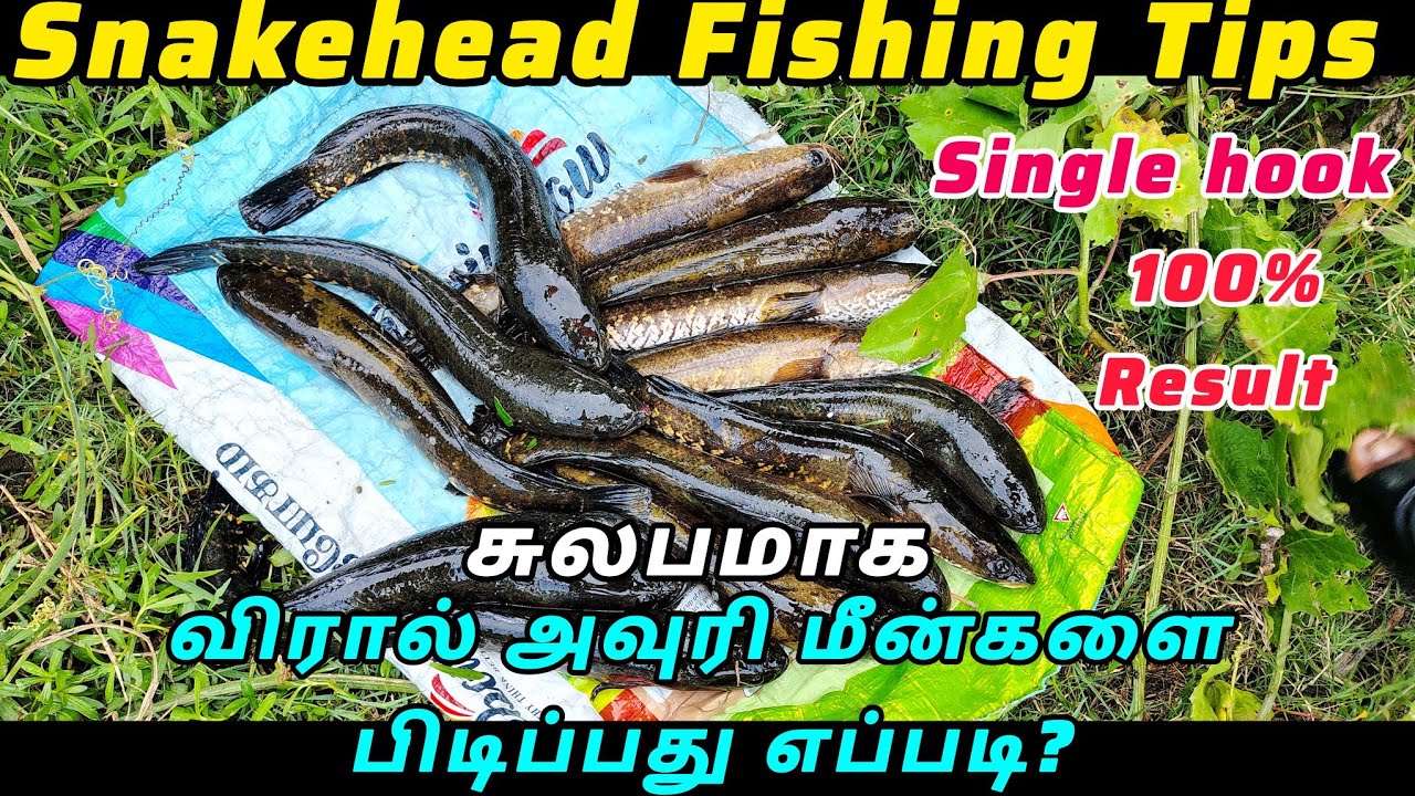 amazing snakehead fishing tips 🔥| snakehead Murrel fishing #fishing #fishingvideo #snakeheadfishing