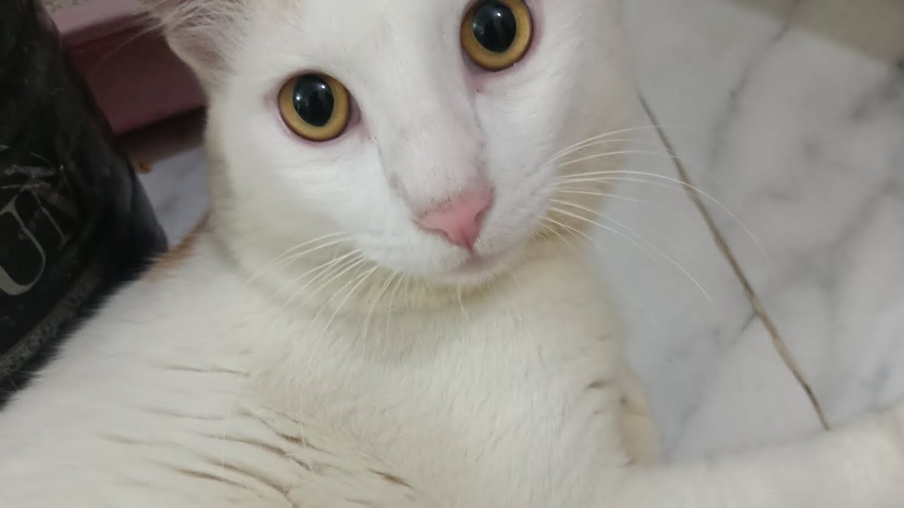 আমাদের বিড়াল হোরায়রা সবসময় দুষ্টুমি করে। #cat #video 
