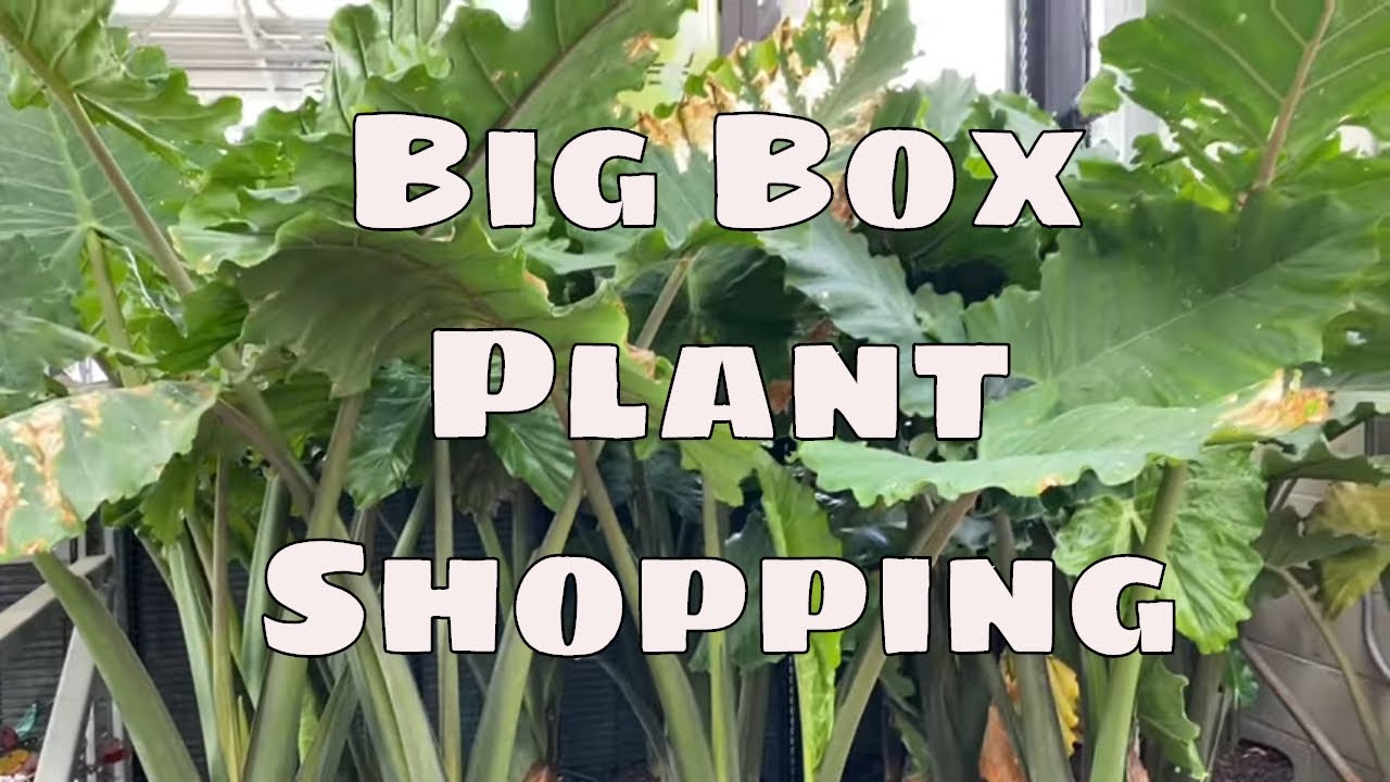 Big Box Home Depot Plant Shopping Costa Farms Trending Tropicals South Florida Garden Center