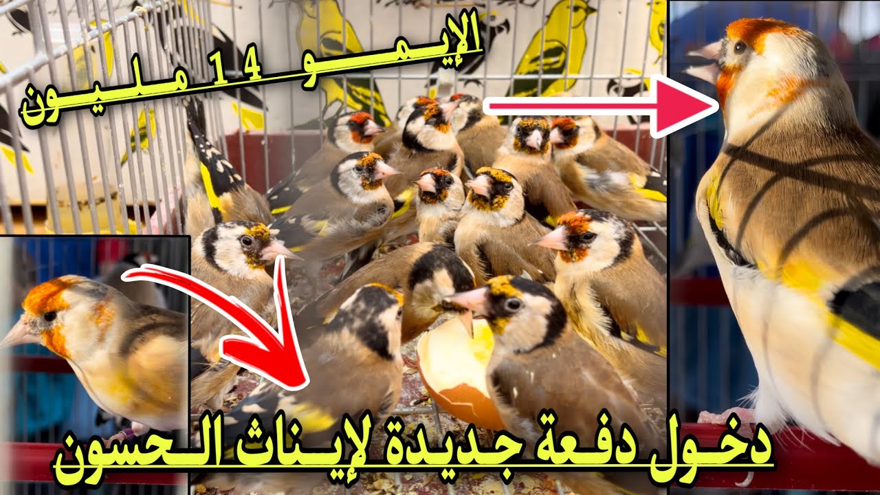 دخول دفعة جديدة لإيناث الحسون و سعر  حسون الإيمو وصل إلى 14 مليون من سوق بودواو ♥️