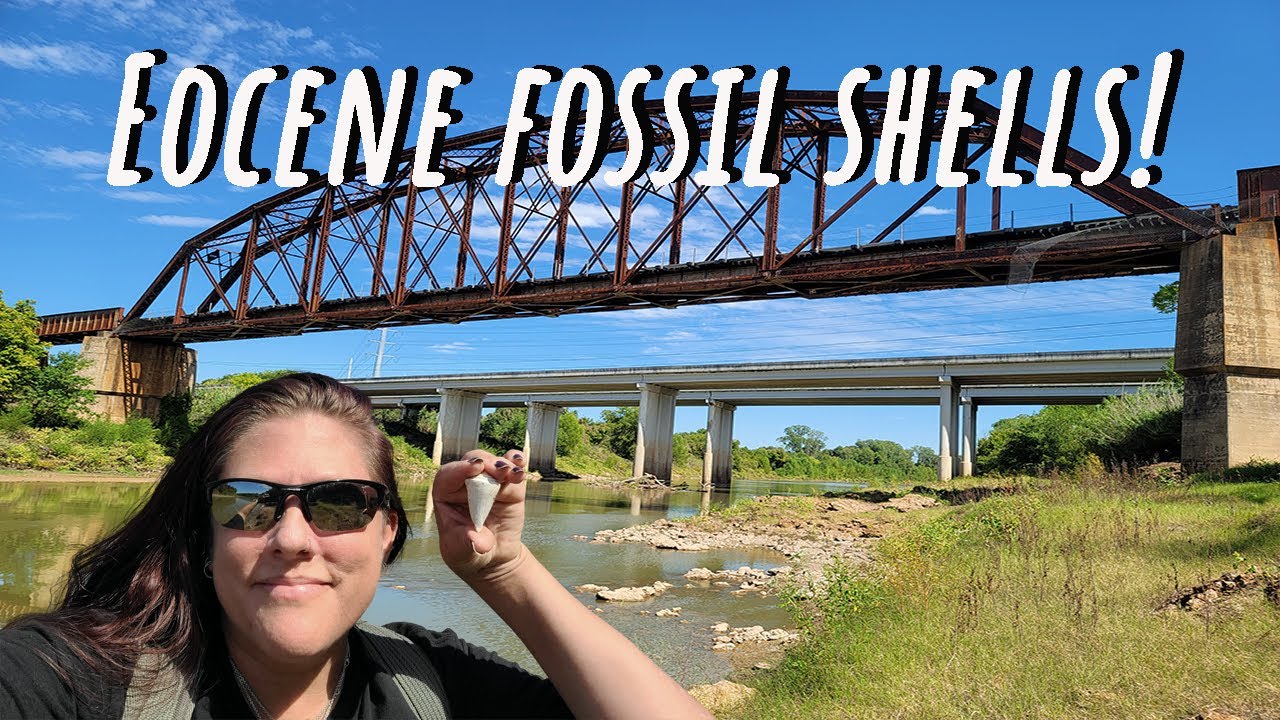 Eocene Fossil Shells, Coral, Bryozoan, and More at Whiskey Bridge!