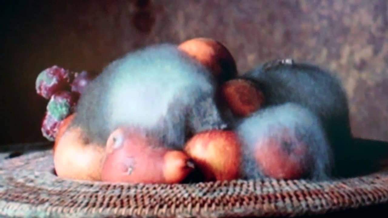 Still Life by Sam Taylor-Wood