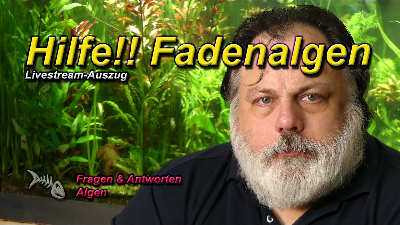 Wie werde ich meine FADENALGEN los?