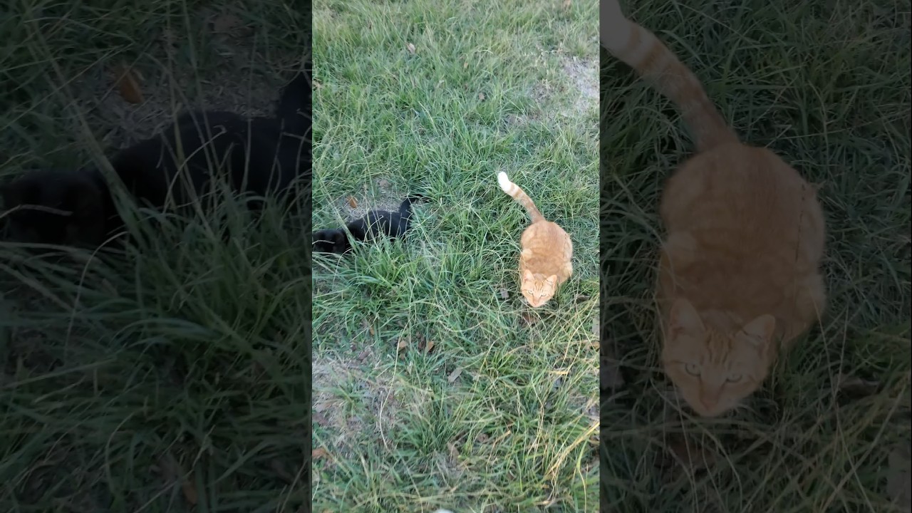 Cat Obstacle who needs cones 