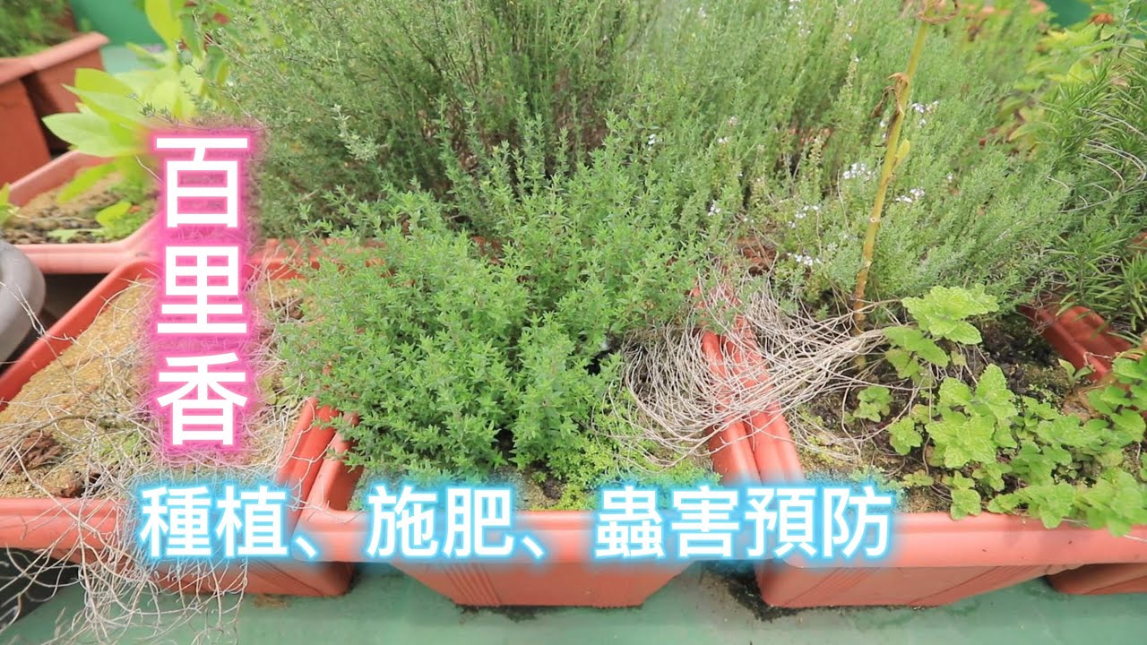 百里香種植、施肥、蟲害預防【2022/05/08】