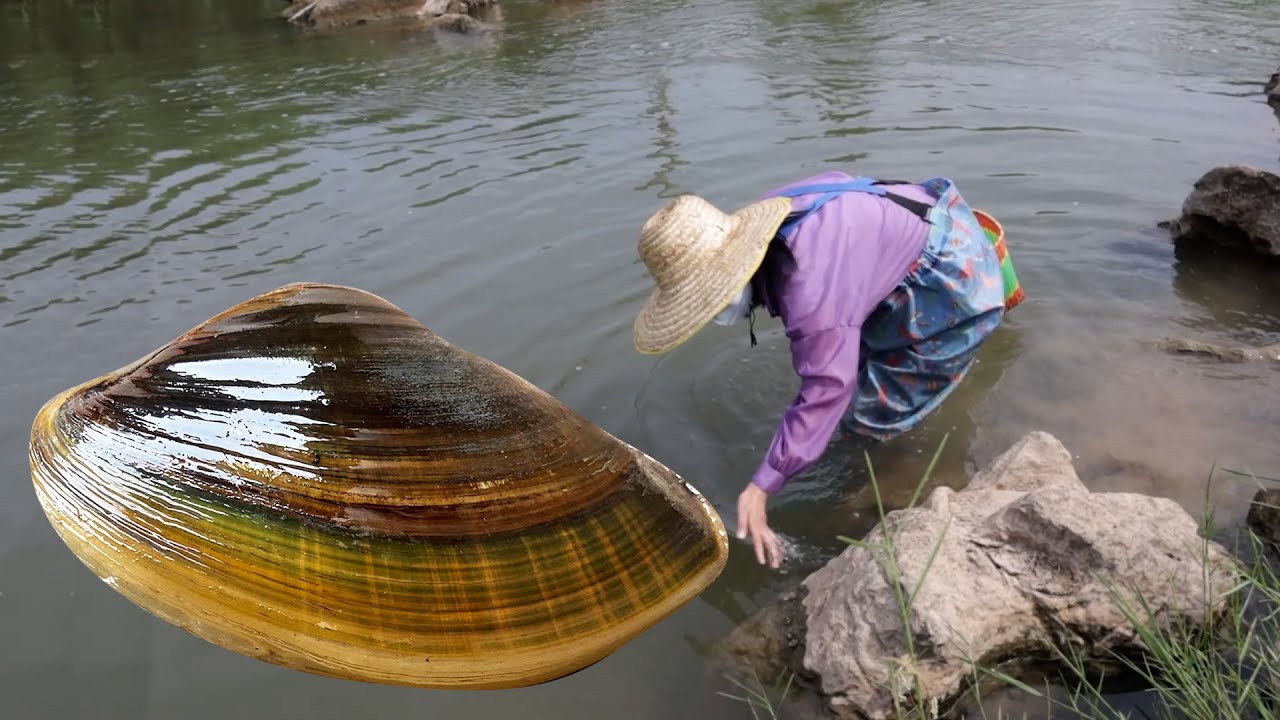A huge and beautiful river clam! 🔥🔥  The Pearl King 👑 The girl collected a large number of pearls 🎁