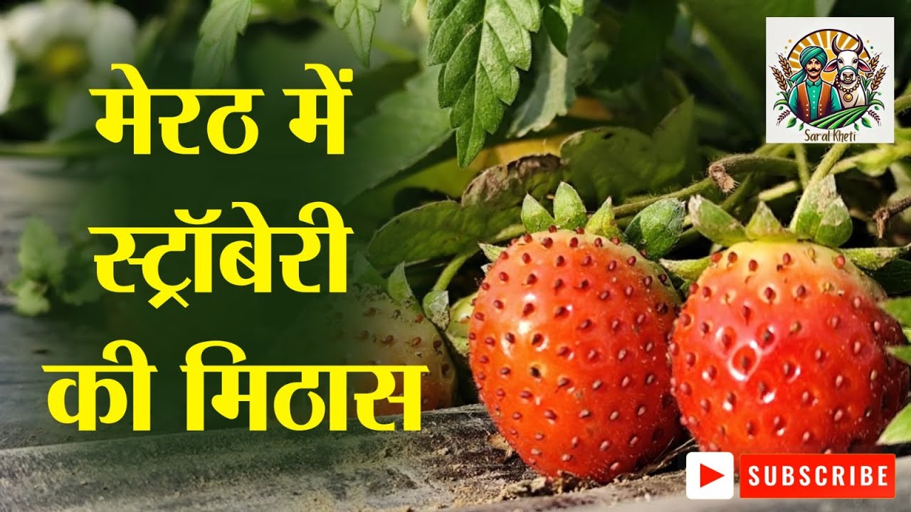 स्ट्रॉबेरी से कमाल कर रहे रिटायर्ड प्रिंसिपल सतीश शर्मा #saralkheti #strawberry #fruits #farming