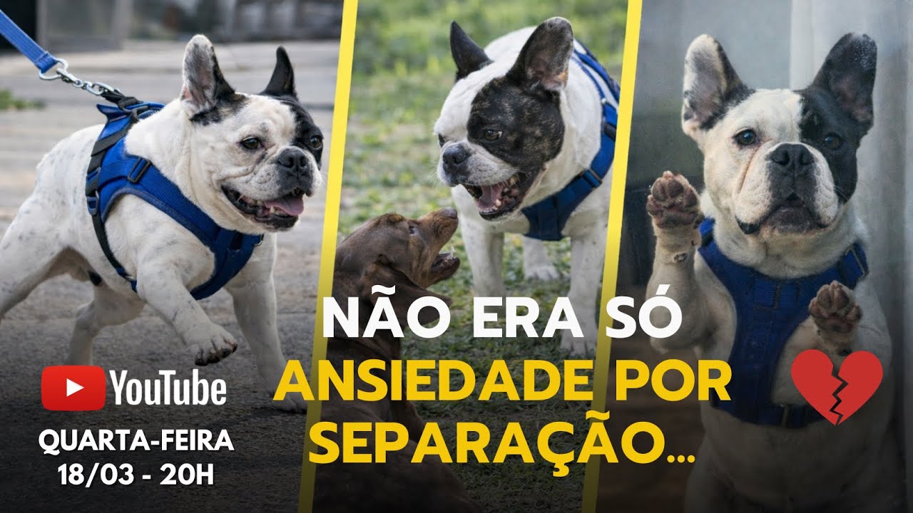 Parecia só ansiedade por separação… mas o Fred estava mostrando muito mais