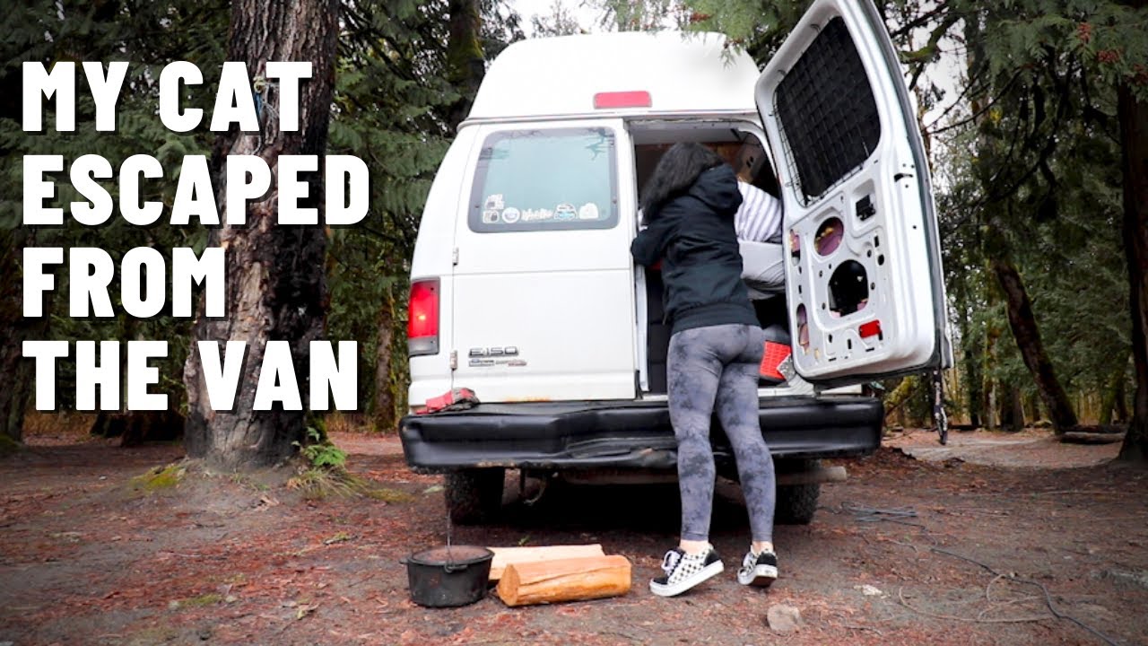 My cat ESCAPED from the van | Alone in the forest | Living in my van