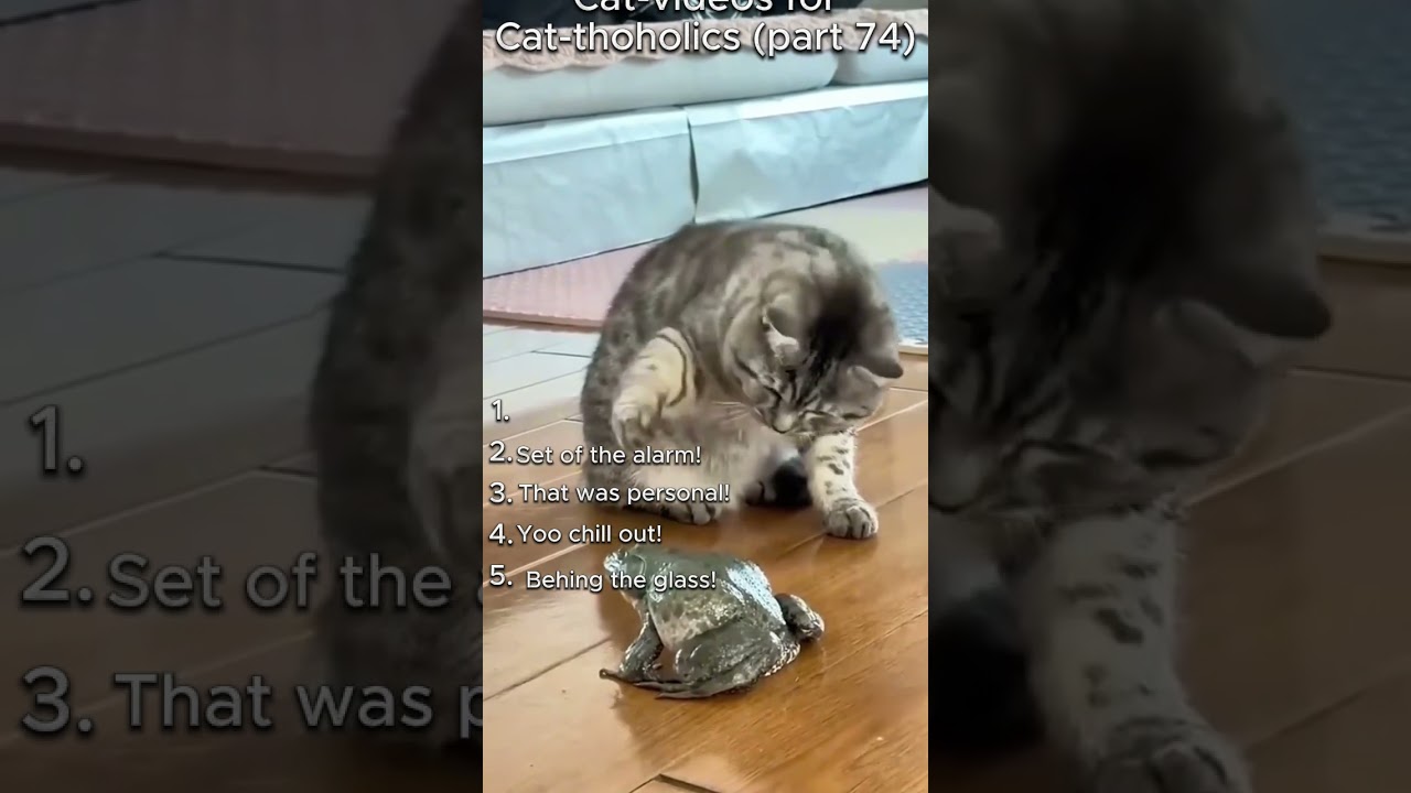 Cat video for Cat-thoholics (part 72)