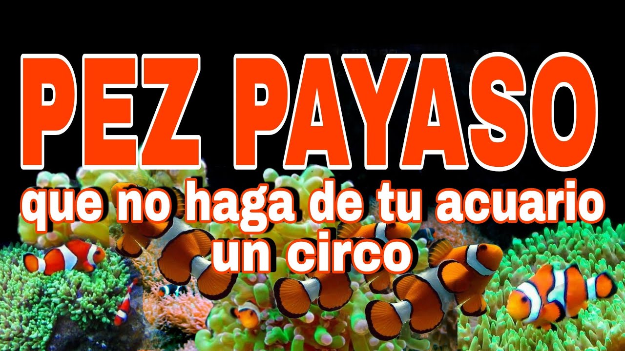 Pez Payaso, No metas más sin antes ver este video