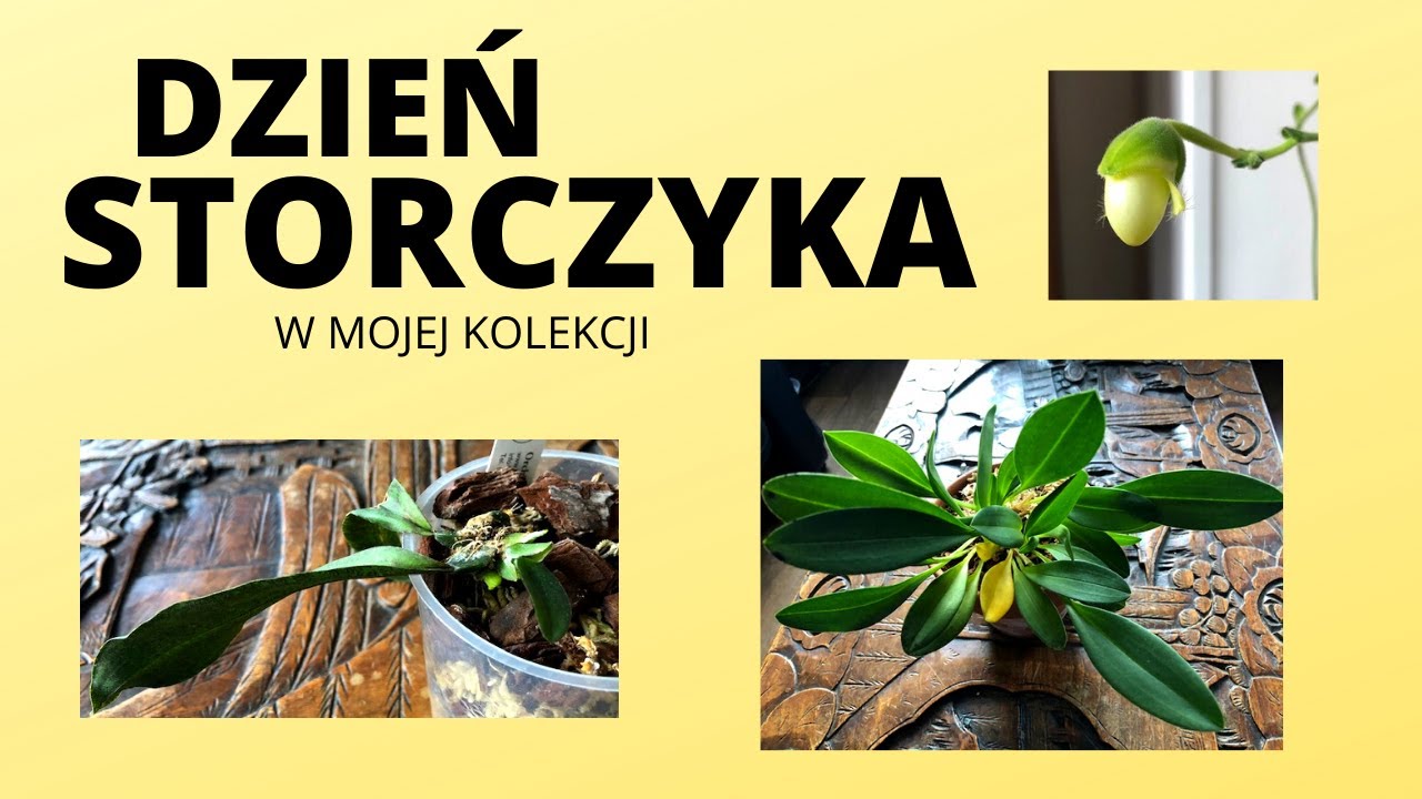 Dzień Storczyka w mojej kolekcji. Masdevallia, Oncidium, Psychopsis Papilio