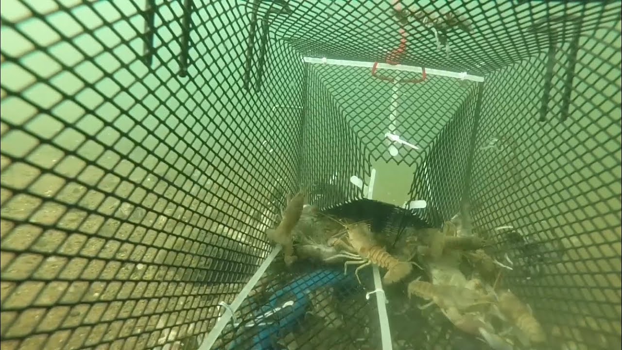 GoPro Camera Inside Underwater Crayfish Trap