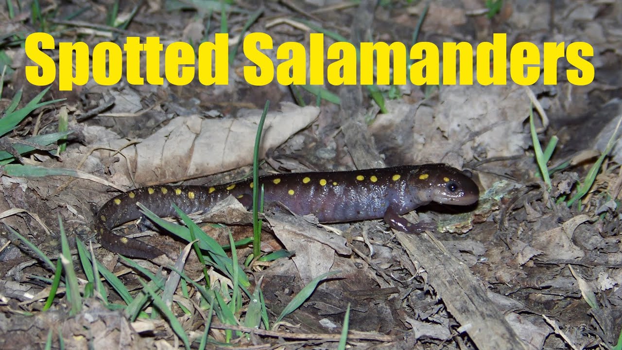 Spotted Salamanders in Western New York