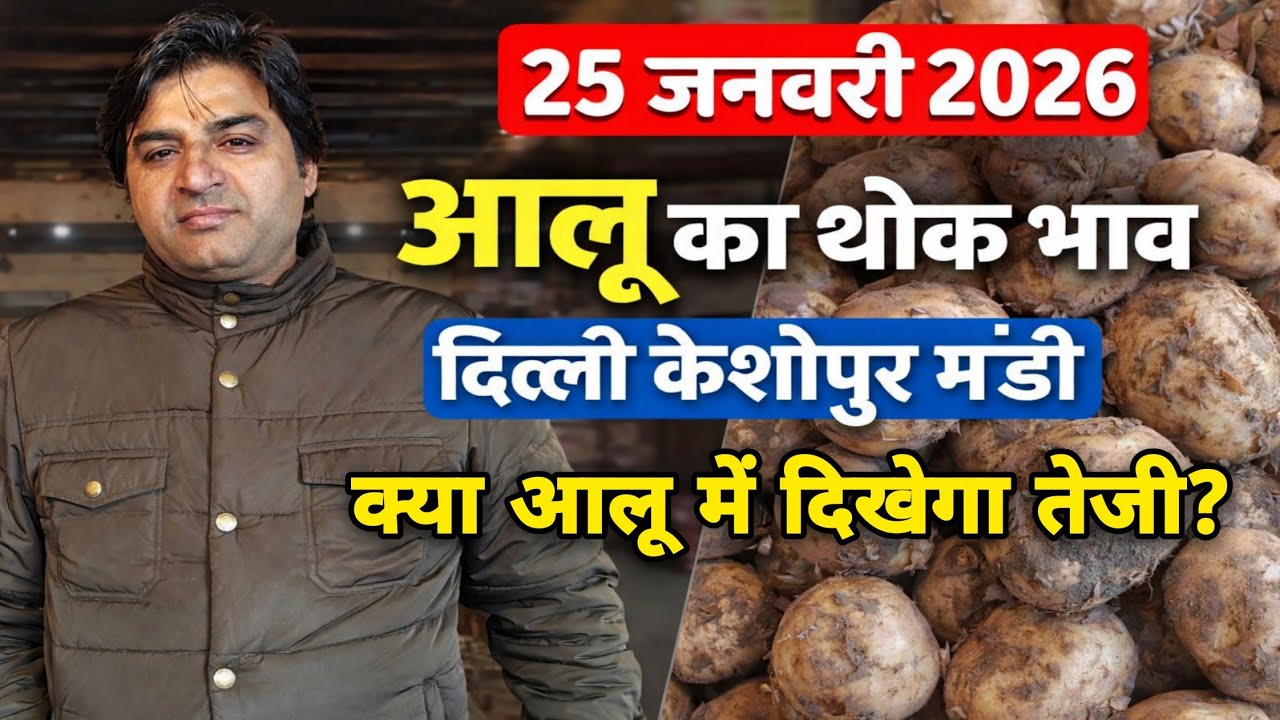 दिल्ली आलू का भाव | 🥔potato market price today | Today Potato rate | 25 Jan 2026 #potato #Aalukebhav