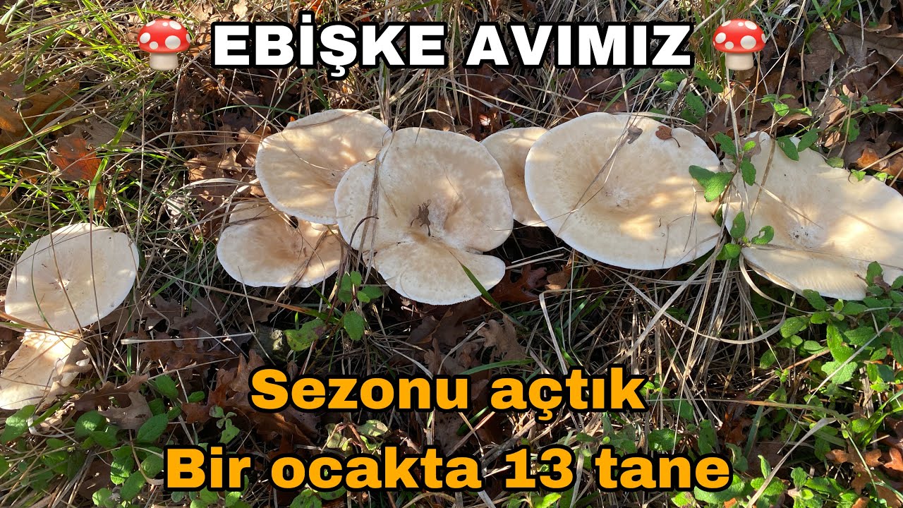 Ebişke sezonunu açtık🍄Pırnal melkisi,Balkadın,Malkadın,deve tabanı,et mantarı,Sıraca,Börek mantarı