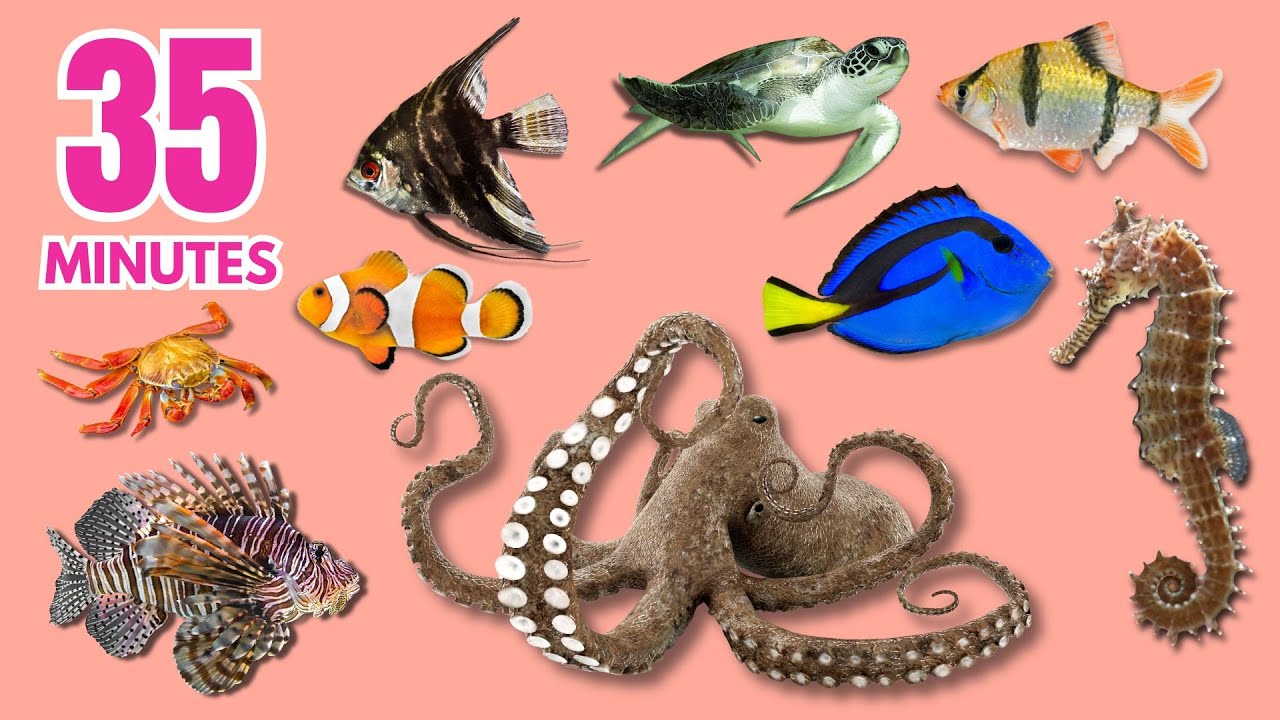 35 Minutes OCEAN ANIMAL NAMES in English for Beginners | Easy English Sea Animal Names