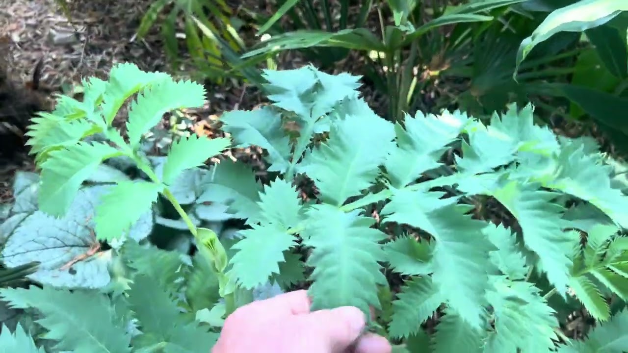 Garden Tour, September 2024 - Part 1