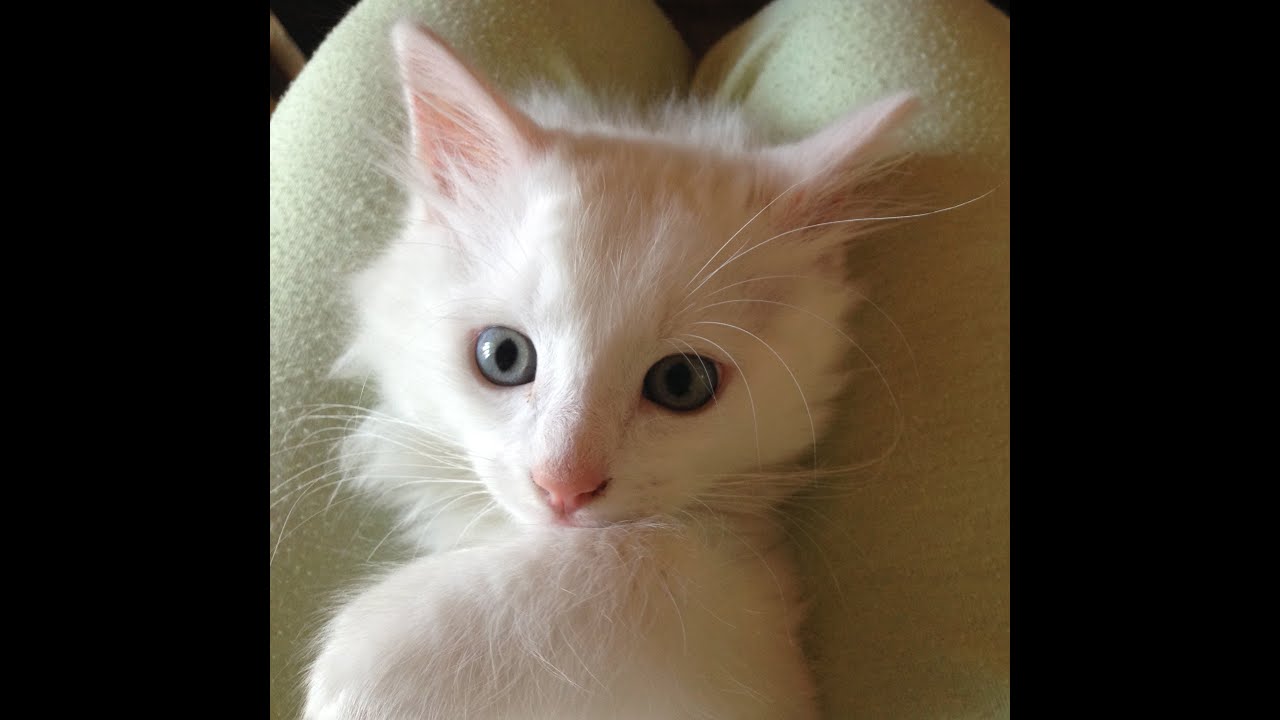 CHATON ANGORA TURC BLANC