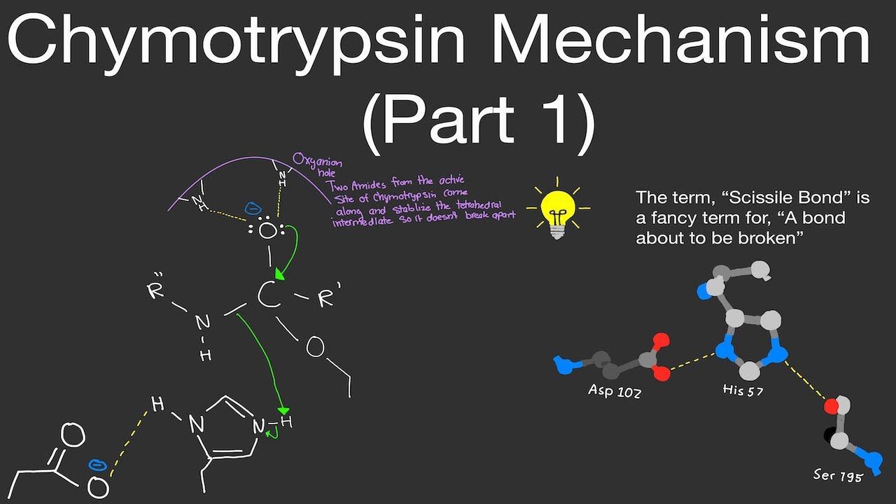 Biochemistry: Chymotrypsin Mechanism (Part 1) (Chymotrypsin Enzyme Mechanism) [STEP BY STEP!]