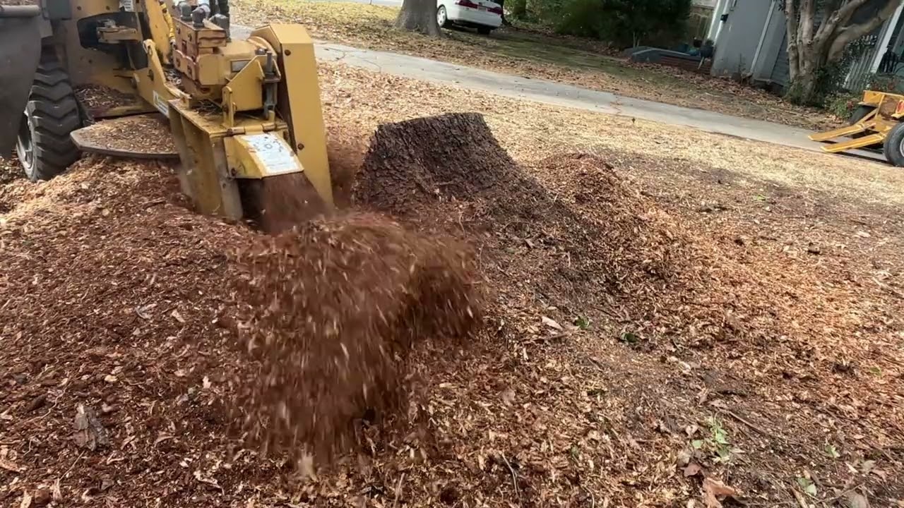 Grinding Stumps in Norfolk VA