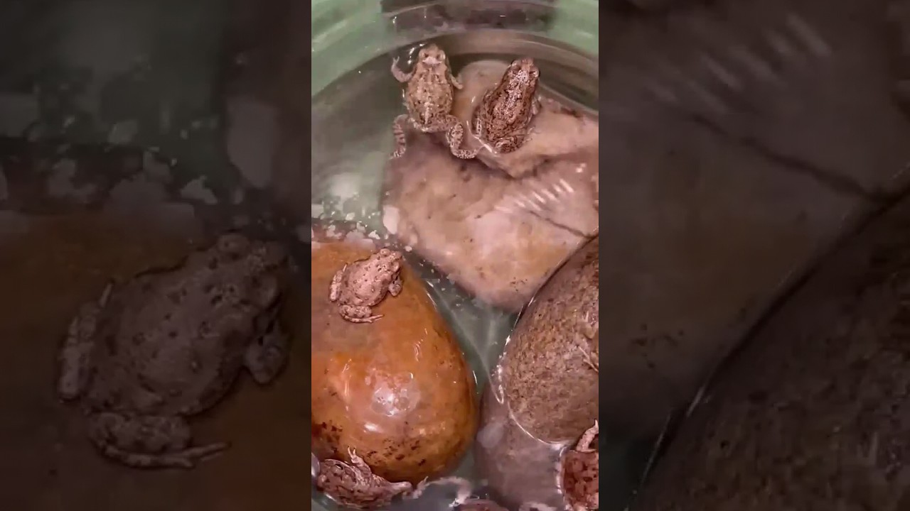 #food #experiment #vlog #fishing #shortvideo #amazingfacts #shorts