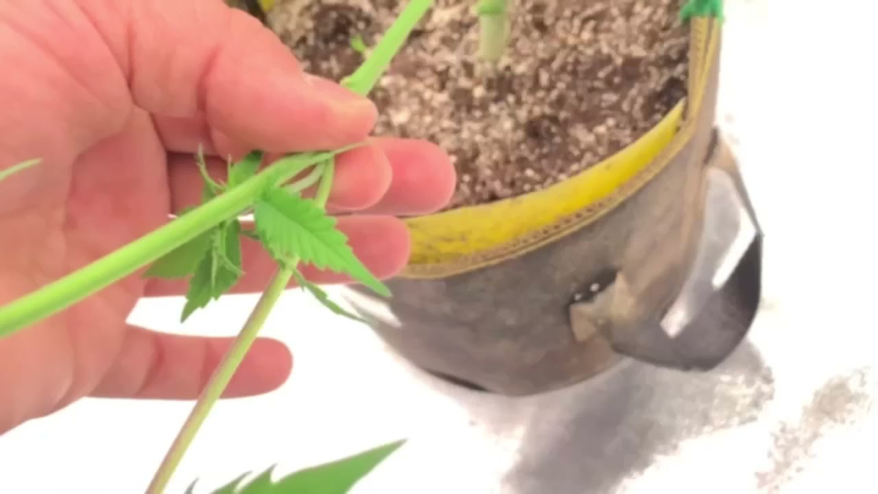 Bp1500 Unboxing! Update on grow room.