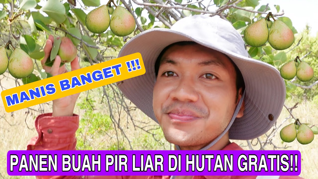 PANEN BUAH PIR LIAR DI HUTAN GRATIS!! MANIS BANGET! DAN NANGKAP TONG GERET !!
