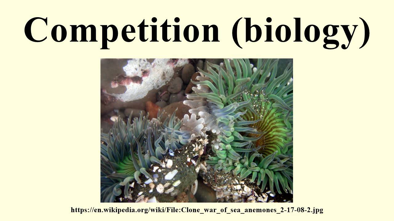 Competition (biology)