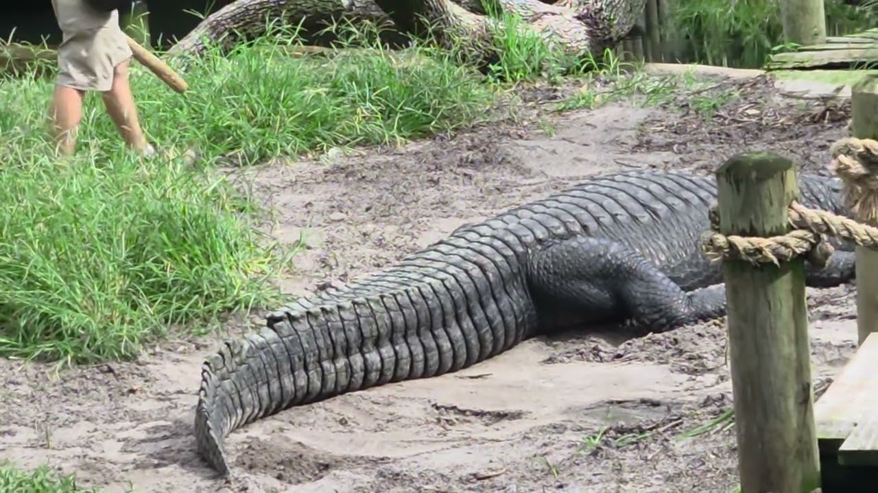 All about aligator  #educationonaligator #howtolivewithaligator 