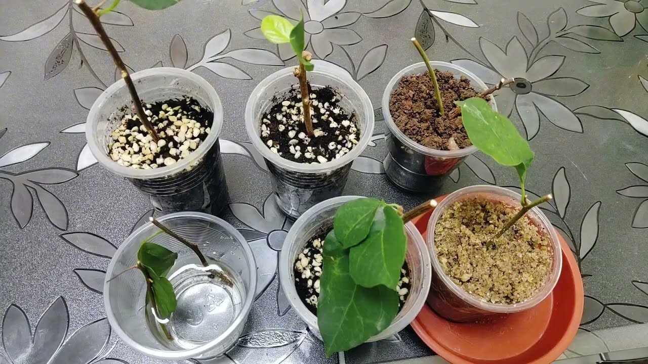 四种三角梅扦插方法对比！结果相差巨大，快来看看让你少走弯路