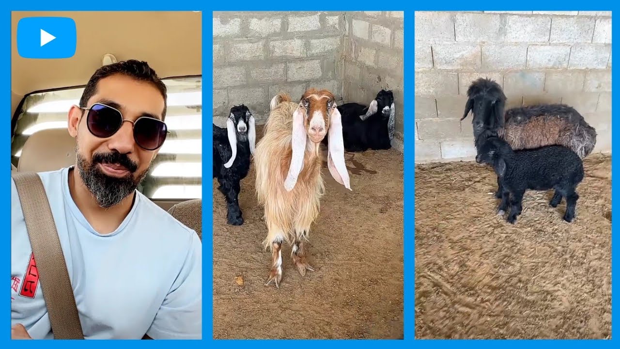 عبدالرحيم في سوق الغنم يبي يشتري عنزه صغيرة 🤩 \ سناب عبدالرحيم Bingoo