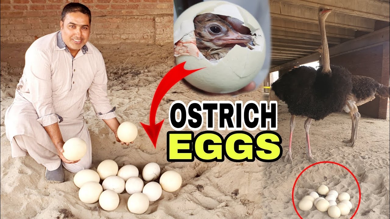 Waooo Itnay Sary Ostrich Eggs|🥰