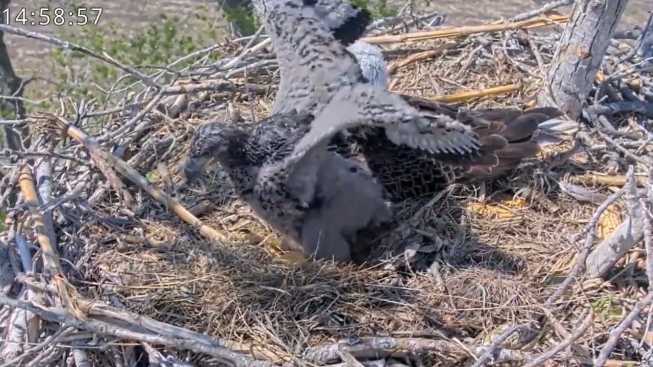 Kansas Eagles 4-21-25.  Moments in Time:  Kanza Doesn't Fit Under Mom & Dad; + Adorable Views! 🥰