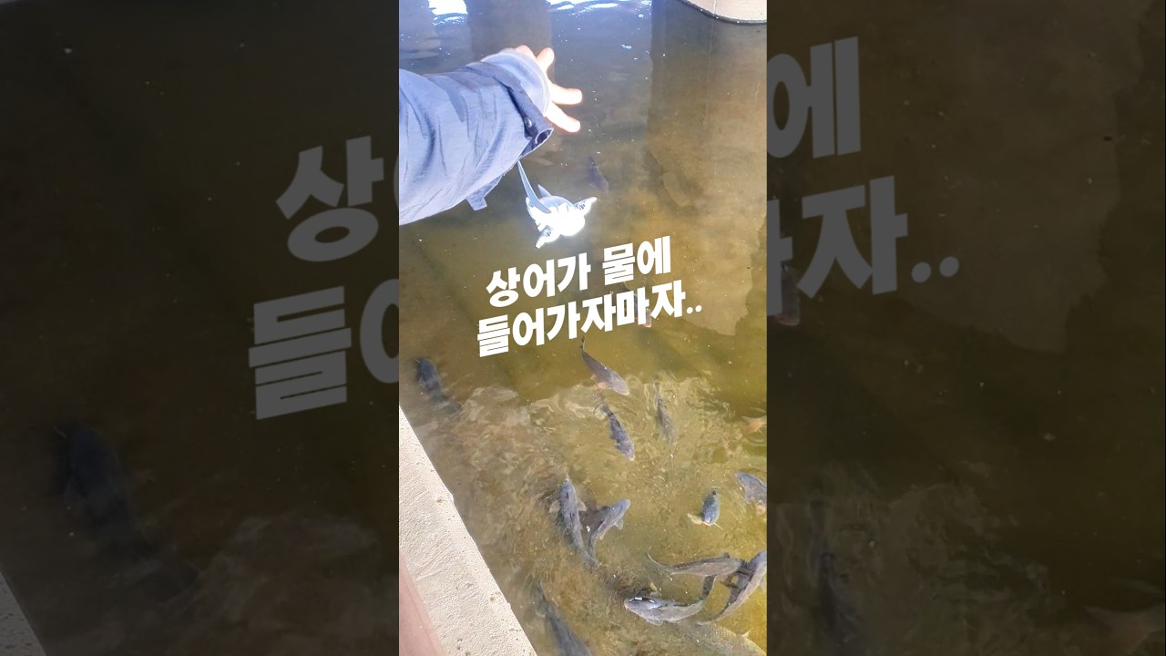상어가 물에 들어가자마자 벌어진 대참사ㄷㄷ