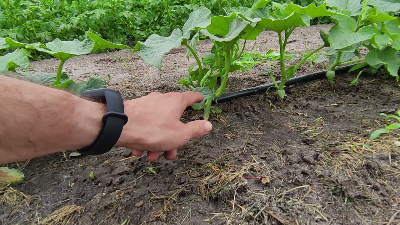 Jak podlewać ogórki