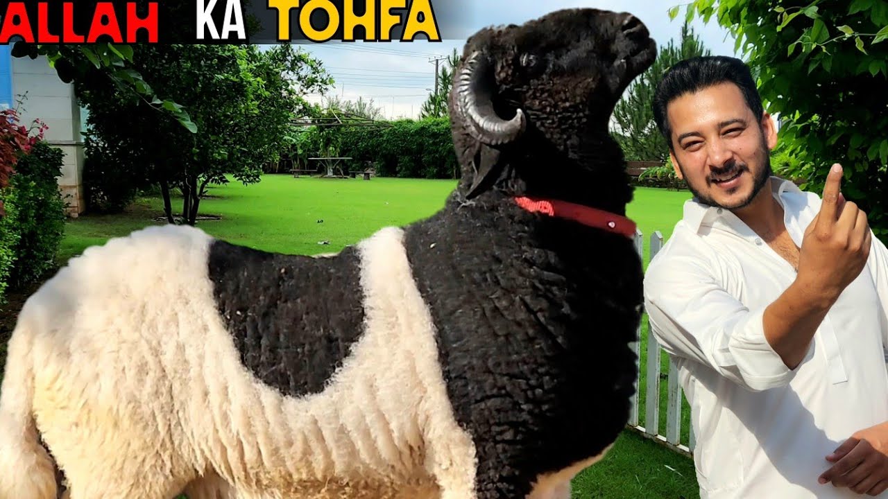 Alhumdulillah Allah ne phrsay aik or tohfa de diya 😍 - Bohat he unique or rare print paidu lay ae