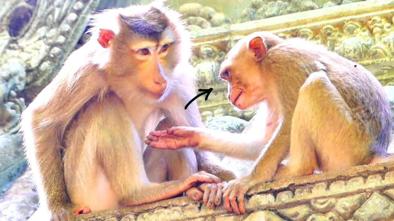 Big child still need milk !!! baby monkey ROMEO asking milk from thin mom.