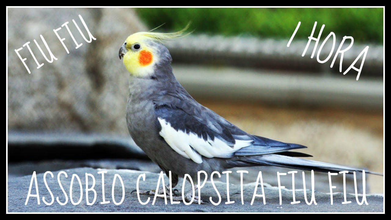ASSOBIO CALOPSITA - FIU FIU - WOLF WHISTLE - COCKATIEL WHISTLE
