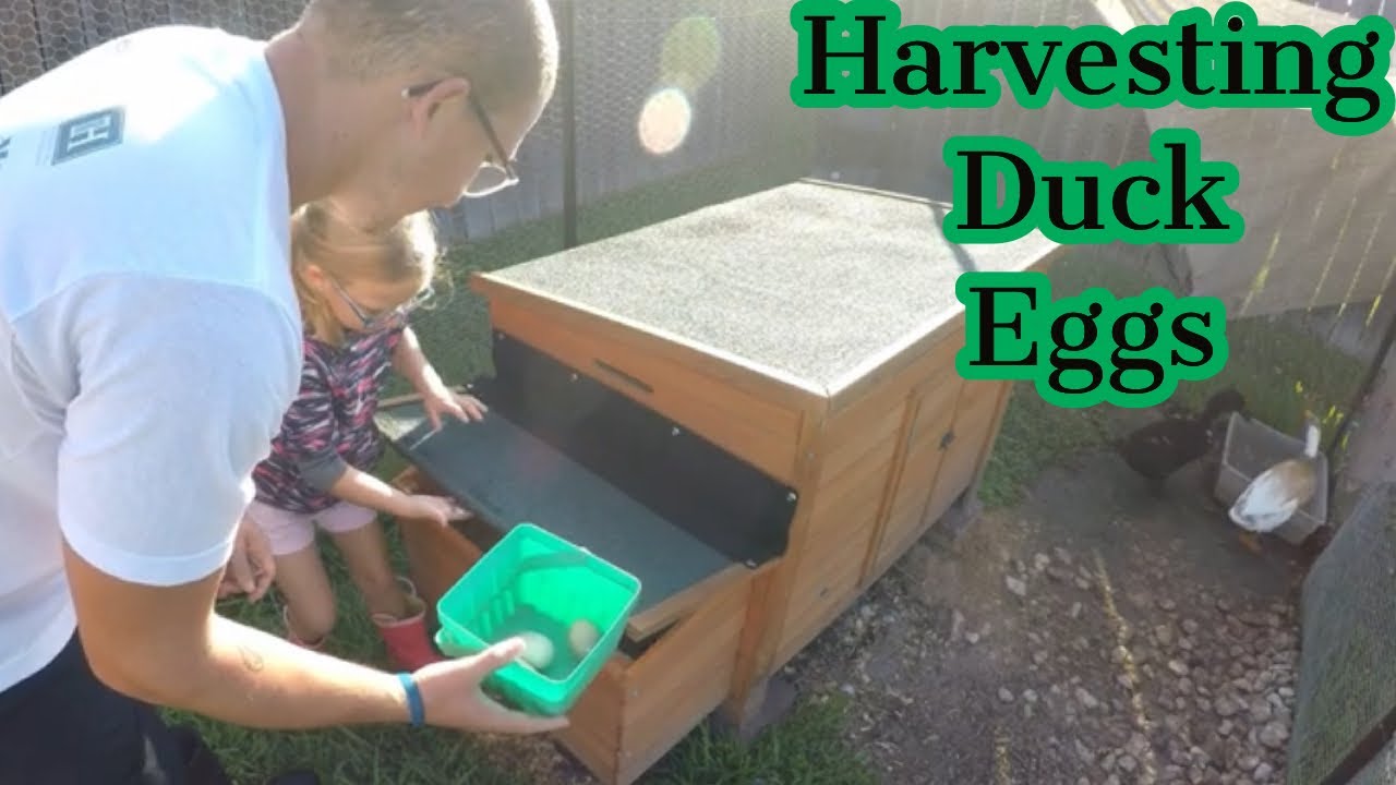 Eggs at Home | Cleaning Duck Eggs | Backyard Poultry