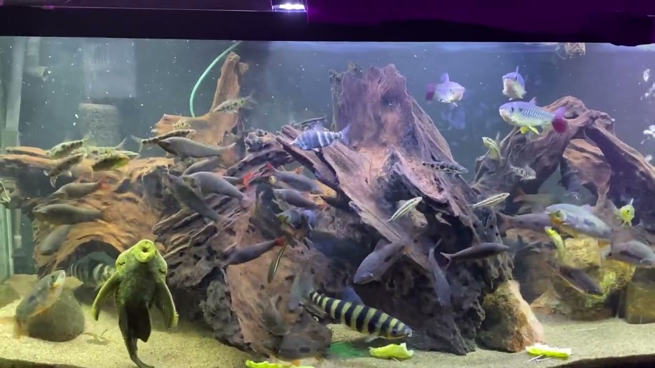 Summer 2024 Leporinus/headstander tank