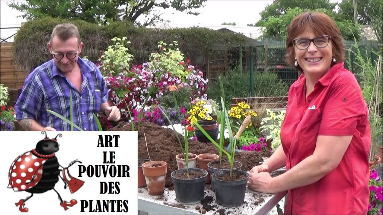 Conseils jardinage: Comment faire un semis de palmier dattier (Phœnix dactylifera)